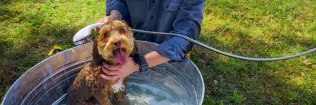 Easy DIY Dog Grooming