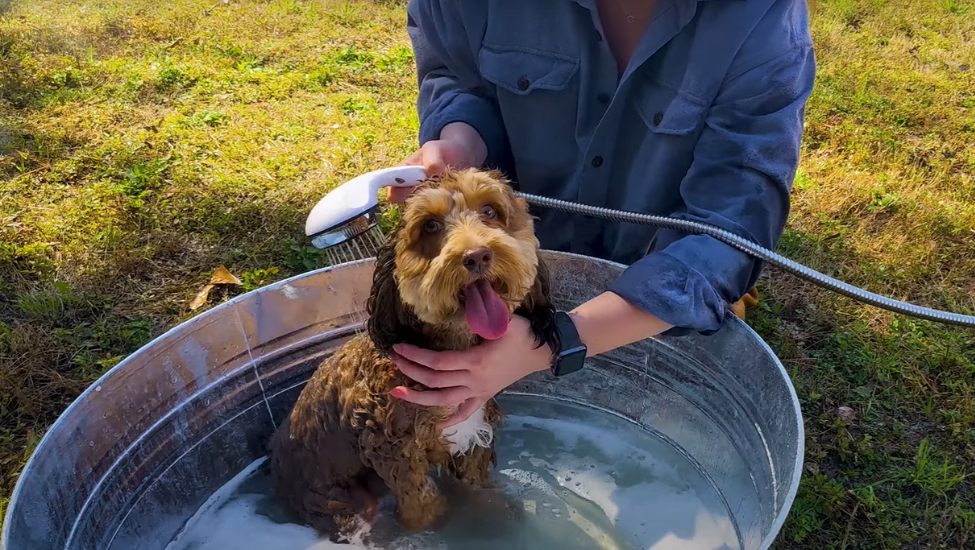 diy-dog-bathing-inline-3-us