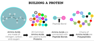 Ben Greenfield’s Ultimate Peptide “Power Plays” 
