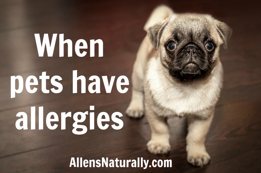 When pets have allergies Allen's Naturally