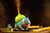A POKEMON BULBASAUR HUMIDIFIER