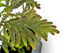 Selaginella siamensis Selaginella siamensis