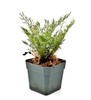Asplenium theciferum cf