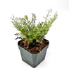 Asplenium theciferum cf