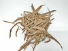 Premium Colombian Guadua Leaf Litter