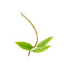 Microgramma lycopodioides