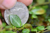 Peperomia sp. 'Silver Stripe'