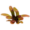 Neoregelia 'Straight and Narrow'