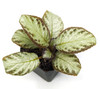 Episcia 'Silver Skies'