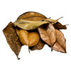 Premium Southern Magnolia Leaf Litter - FULL CASE