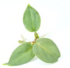 Philodendron 'Small Silver'