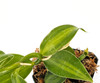 Vanilla planifolia 'Green Variegata'