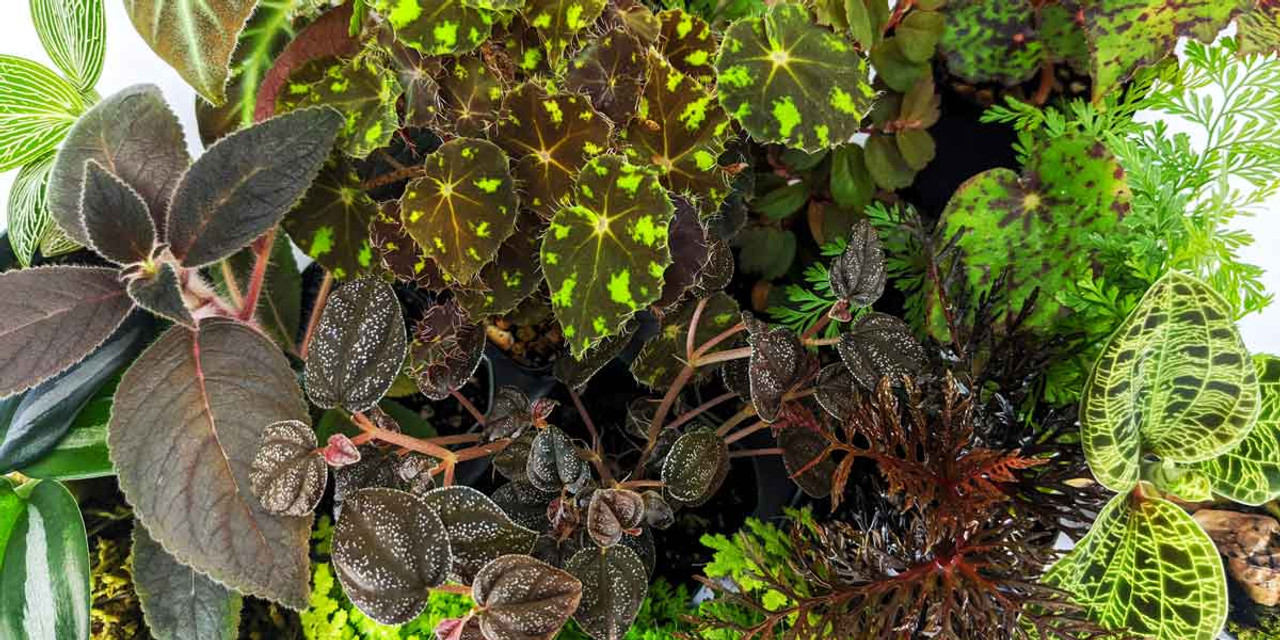 Best Terrarium Plants for Your Little Garden Under Glass