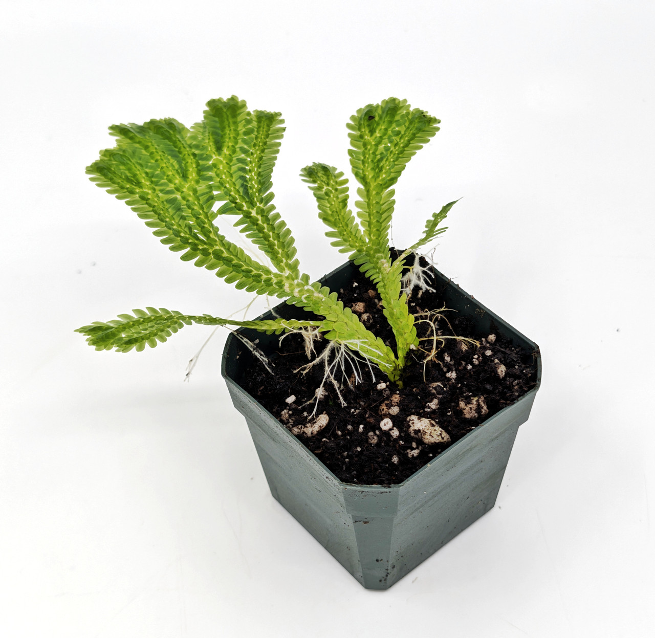 Glass Box Tropicals Selaginella sp. Kuyana