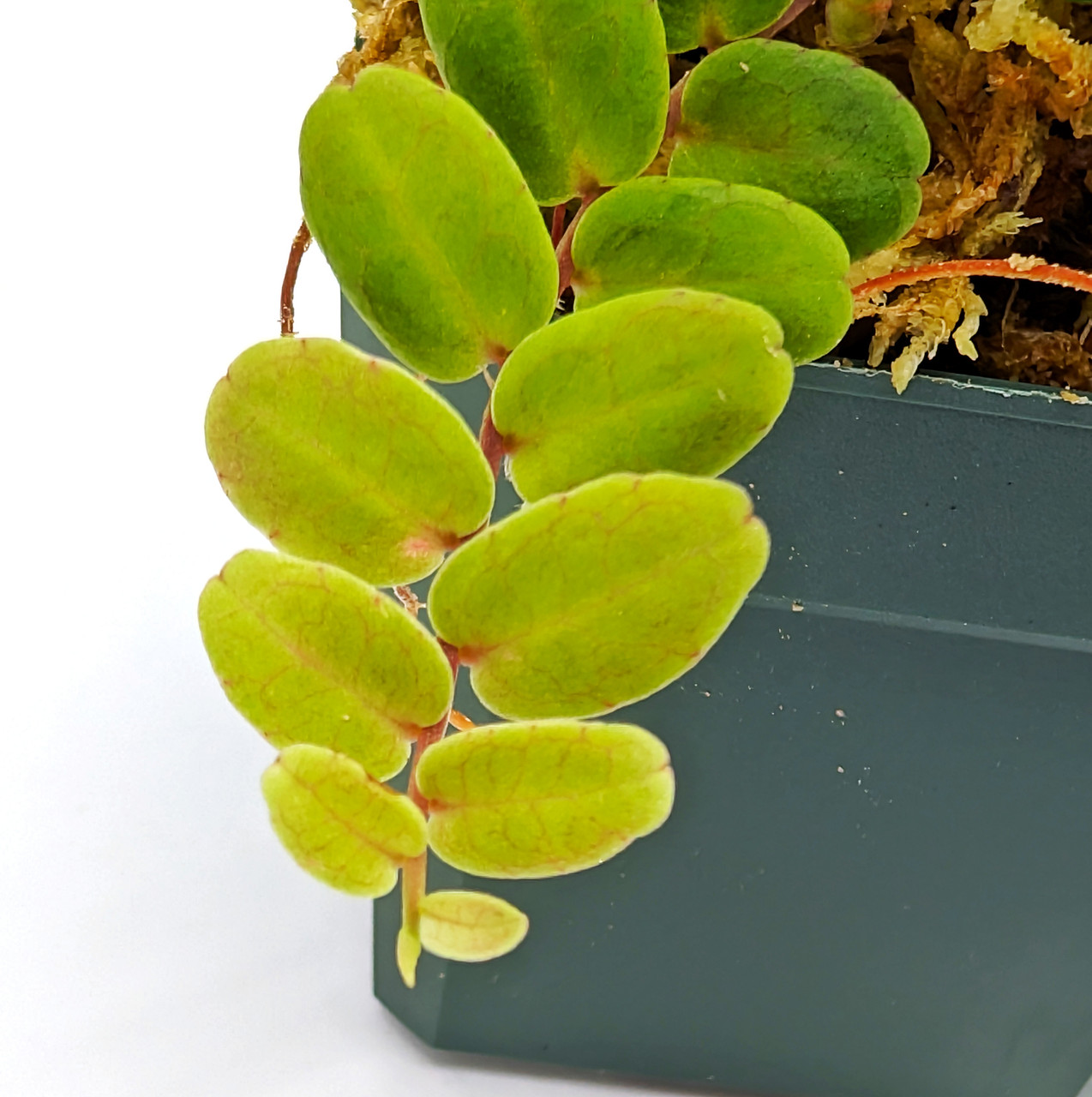 fish tank water for plants Back to the Roots - Water Garden Duo - Includes Hydroponics and Aquaponics Ecosystem - Grow Year Round