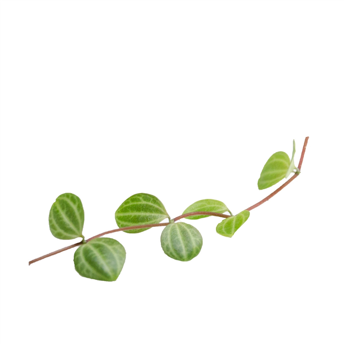 Peperomia angulata