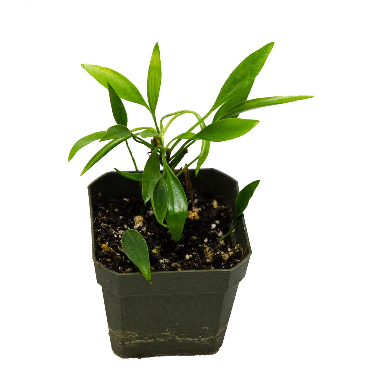 Philodendron Mini Midget - GLASS BOX TROPICALS
