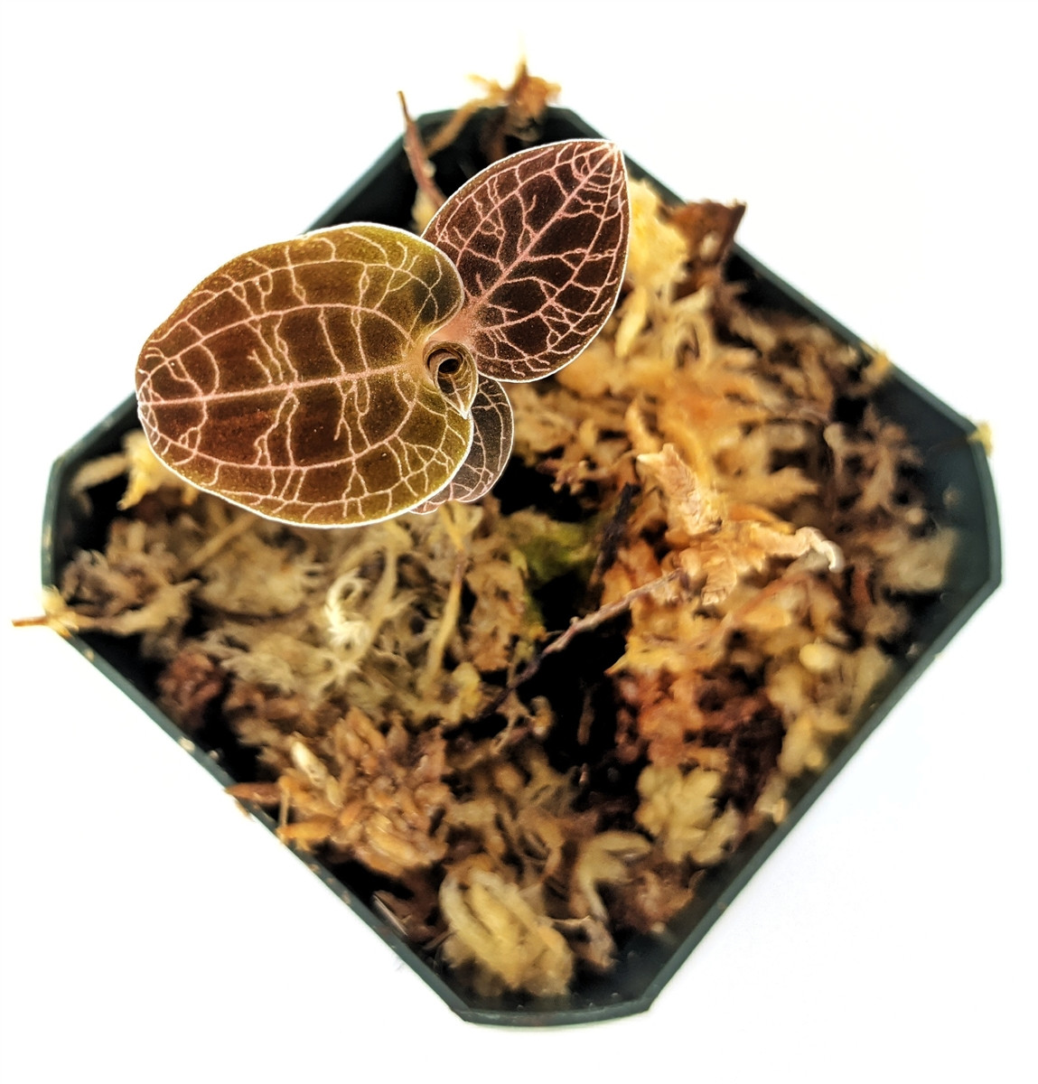 Dossinia marmorata var. dayii - GLASS BOX TROPICALS