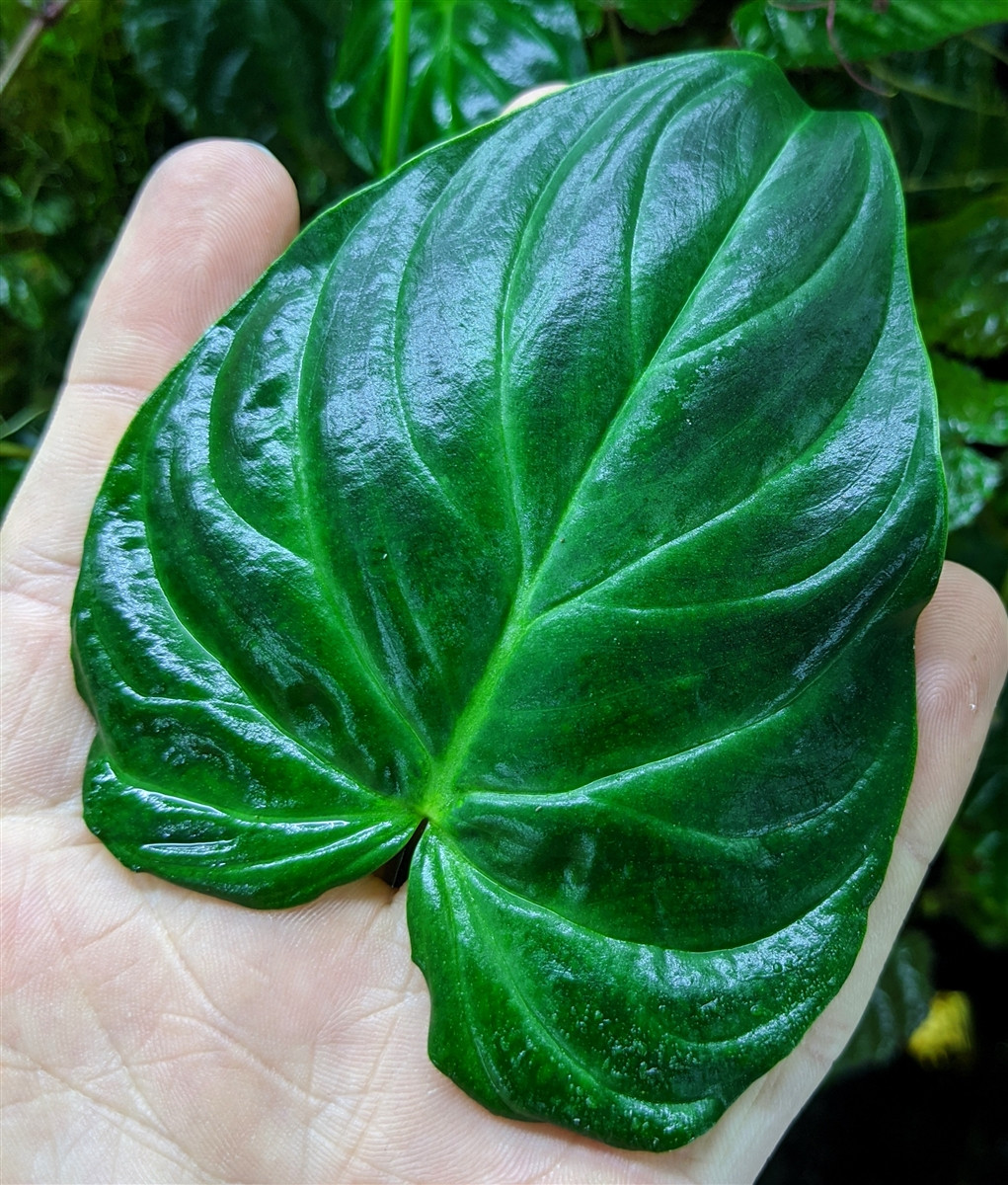 Philodendron Verrucosum Mini Glass Box Tropicals