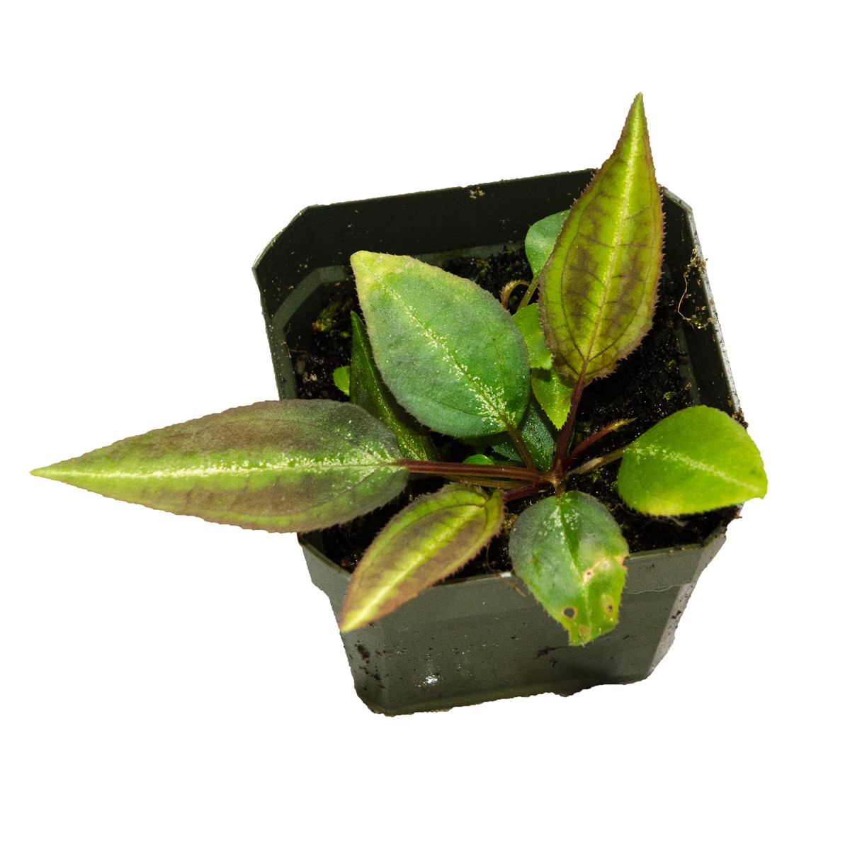 Glass Box Tropicals Monolena sp.