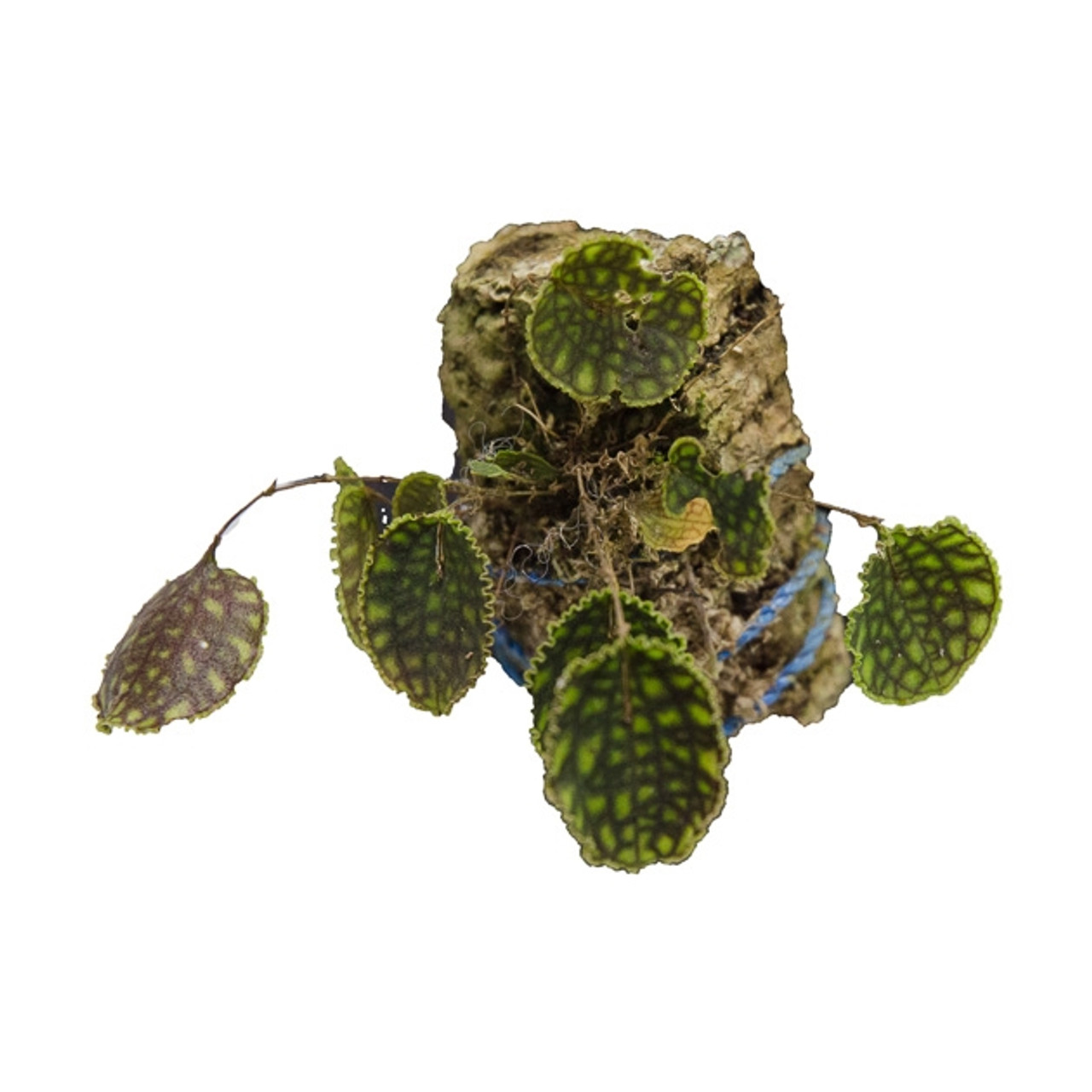 lepanthes calodictyon 人気種　レパンテスエクアドルパルダ lepanthes calodictyon 人気種 レパンテスエクアドルパルダ