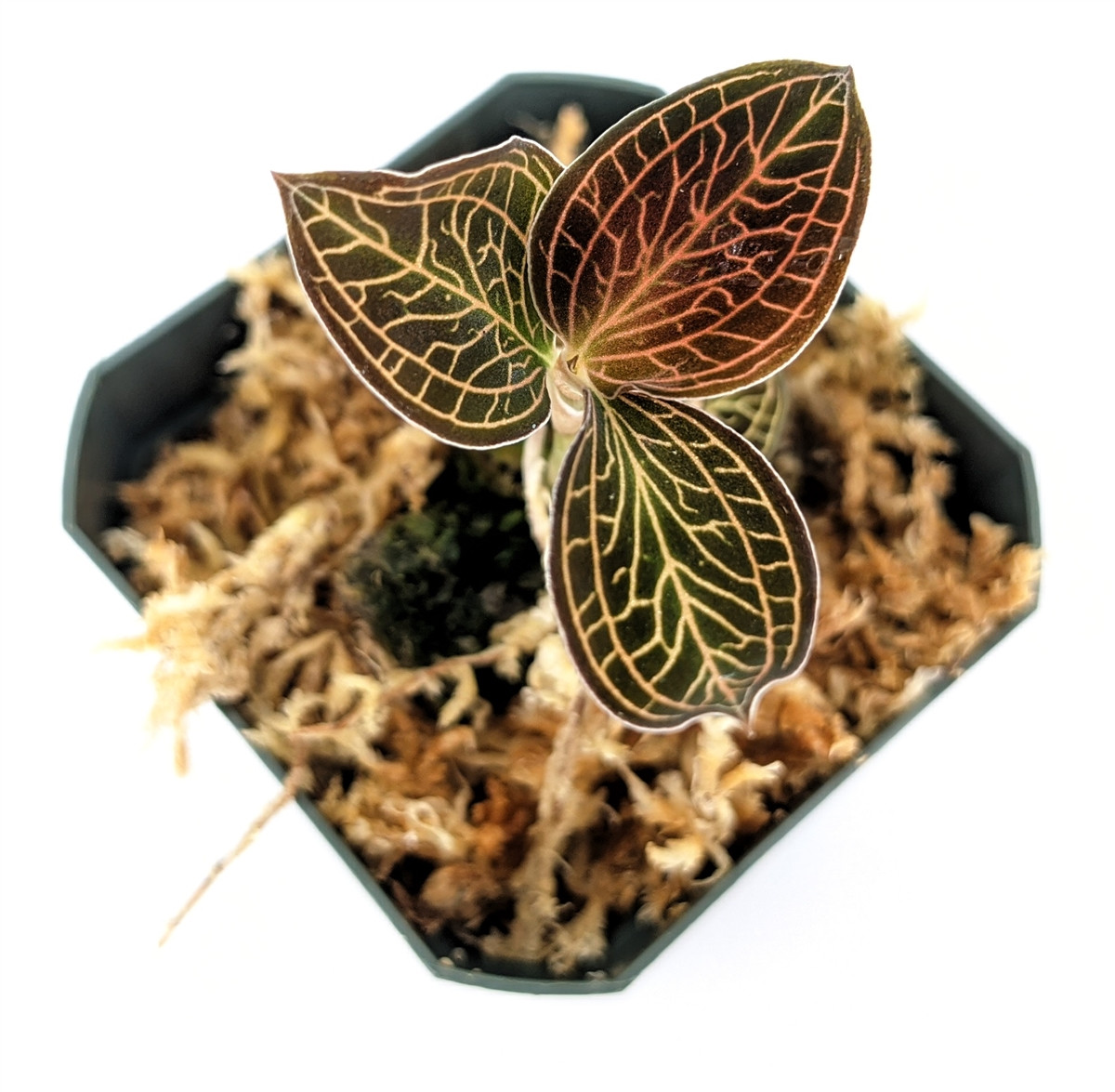 Anoectochilus reinwardtii