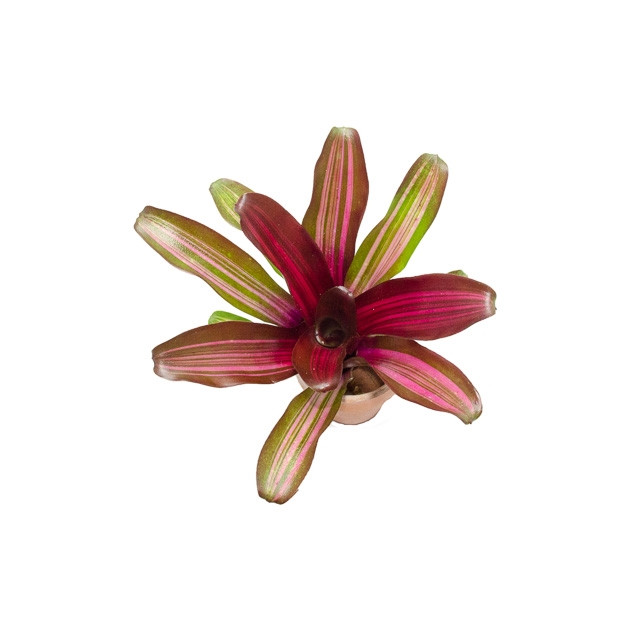 Neoregelia 'Zoe' - GLASS BOX TROPICALS