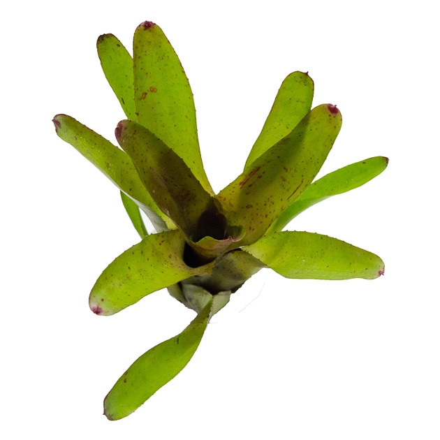 Neoregelia olens 子株 Neoregelia olens x compacta - GLASS BOX TROPICALS