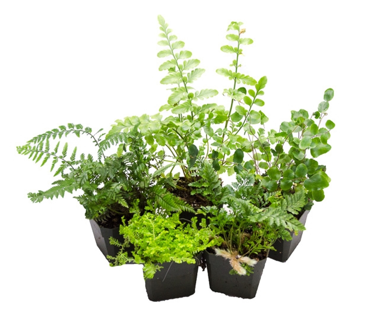 Terrarium Plants Set - 5 Ferns 