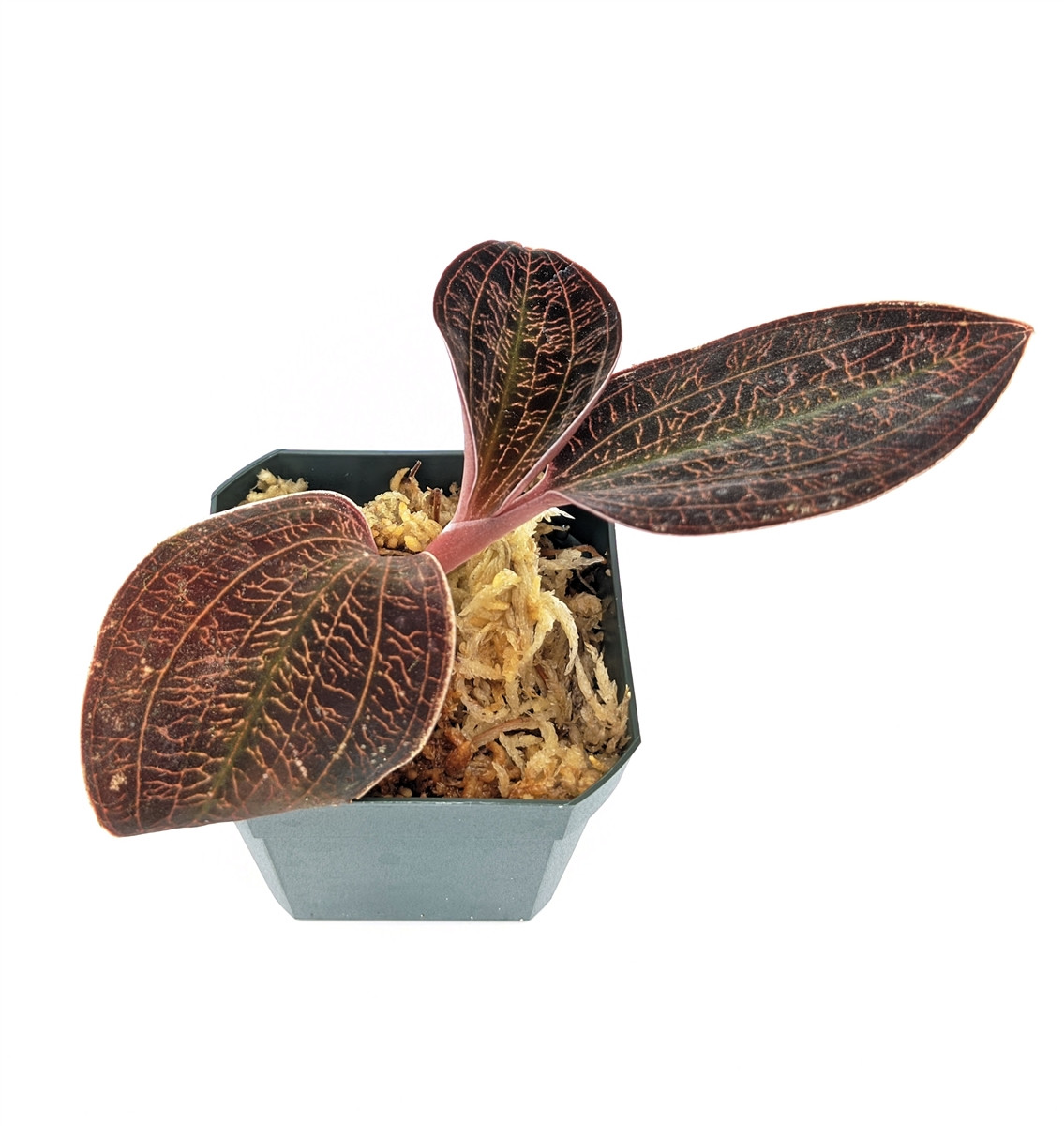 Macodes lowii - GLASS BOX TROPICALS