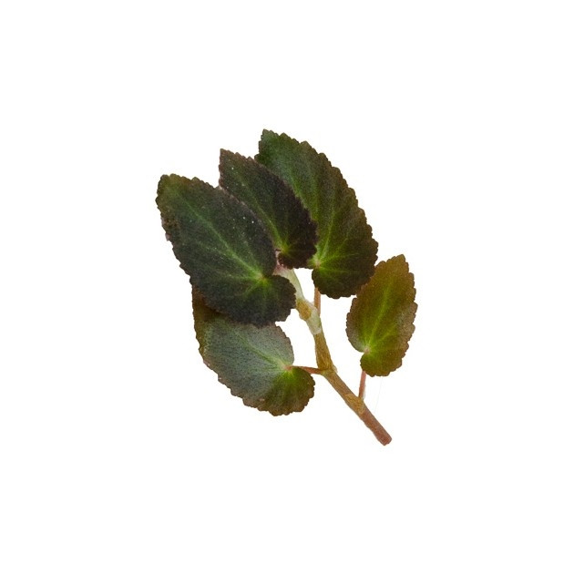 Begonia withlacoochee - GLASS BOX TROPICALS