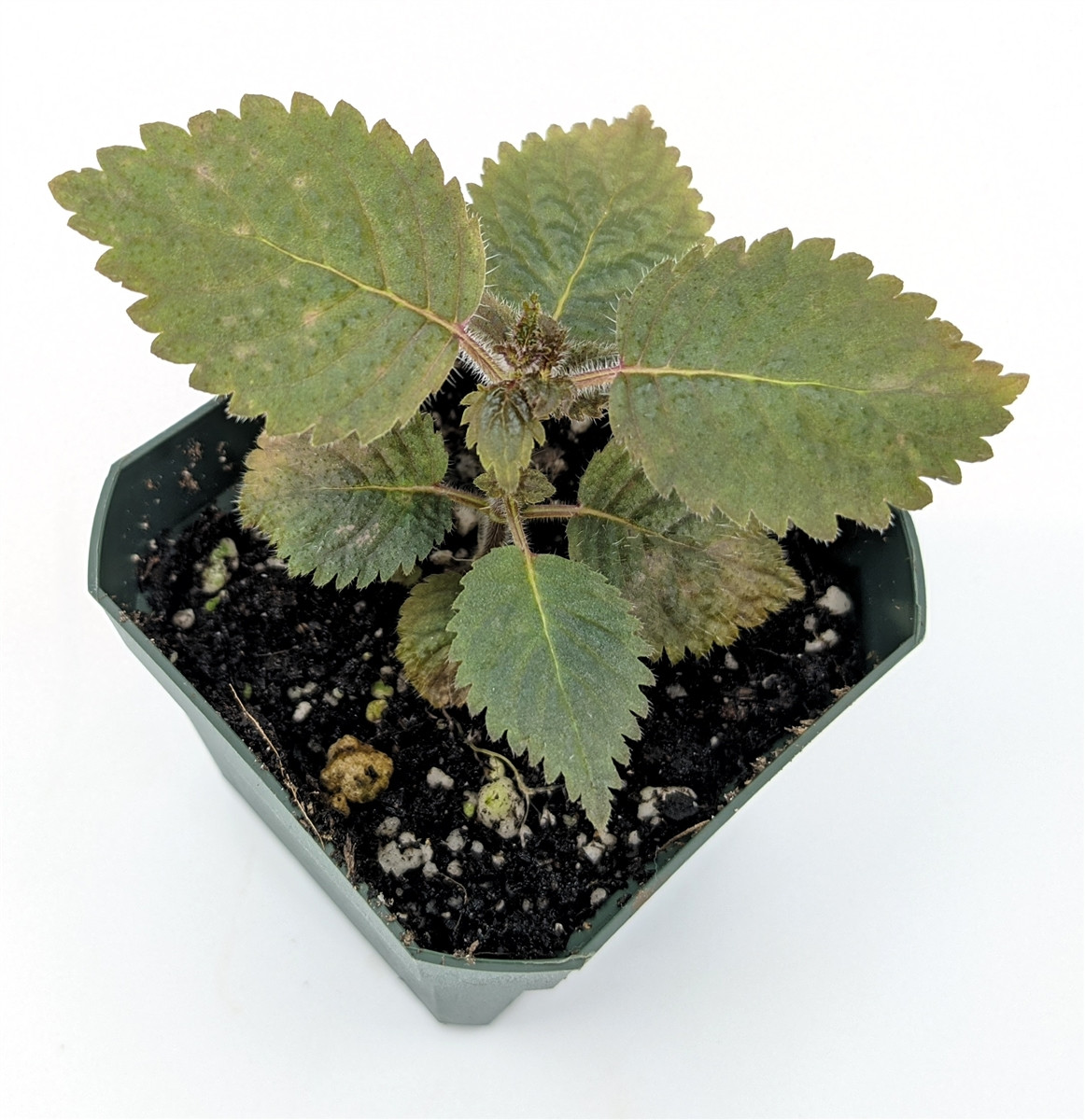 ディアステマDiastema cf. fimbriatoloba Diastema sp. - GLASS BOX TROPICALS