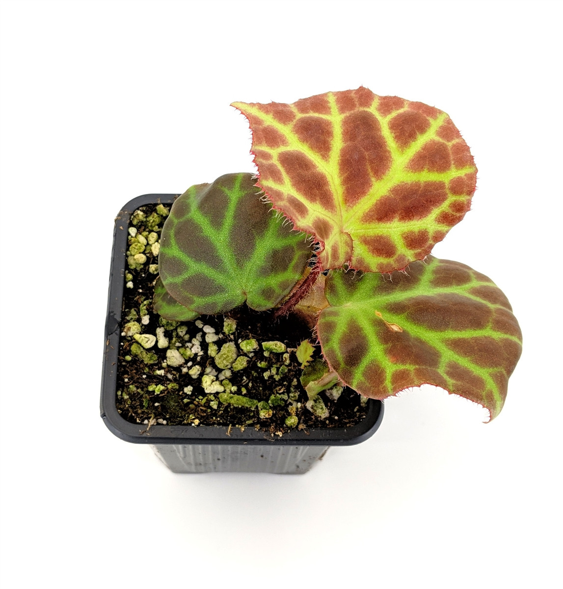 Begonia rajah