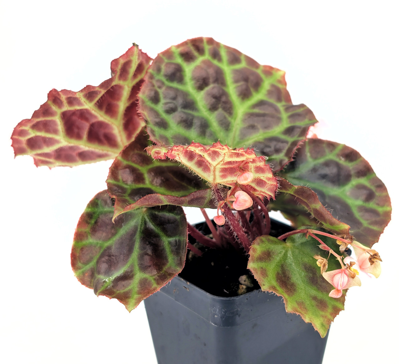 Begonia rajah - Thumbnail 2