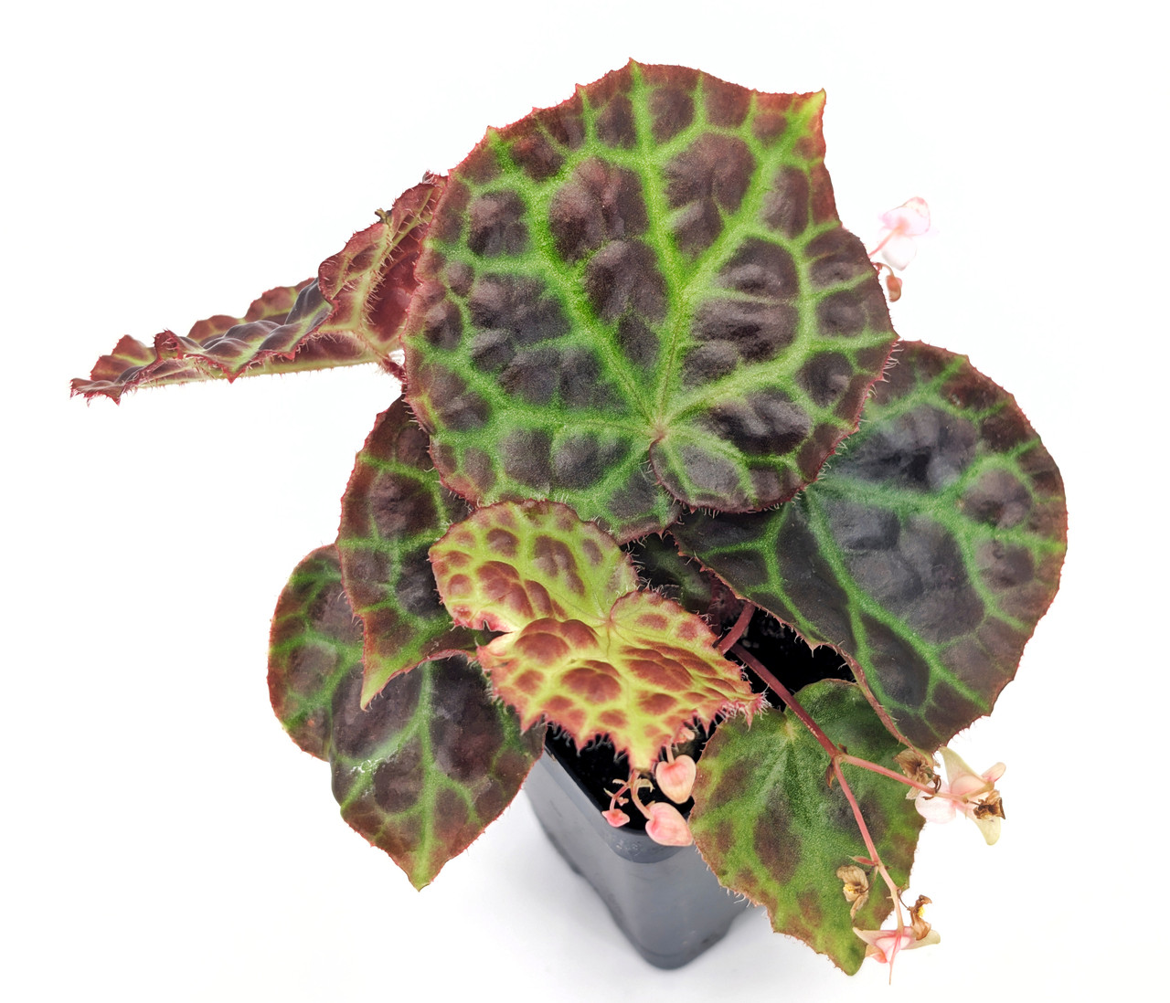 Begonia rajah - Thumbnail 3