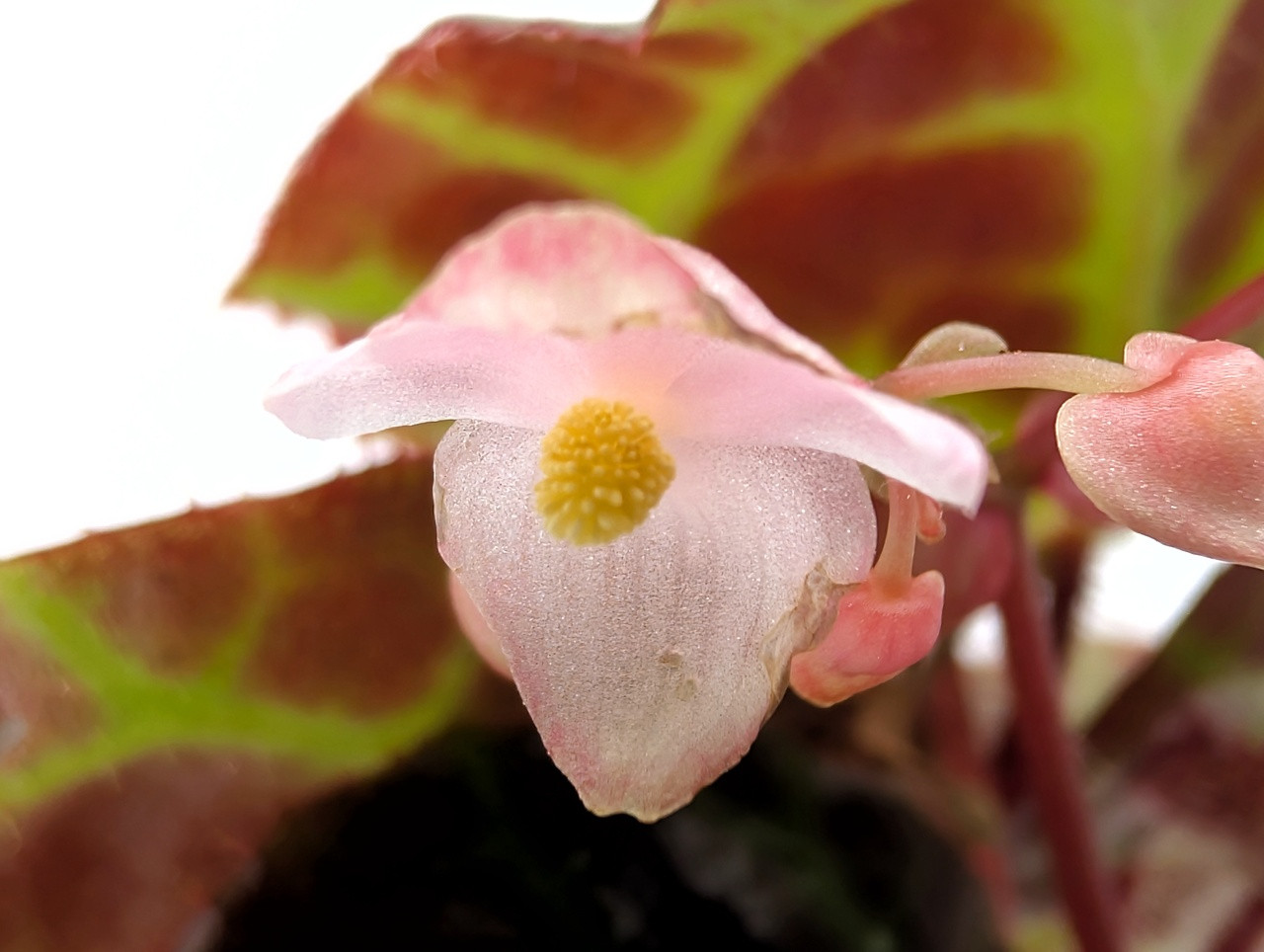 Begonia rajah - Thumbnail 4