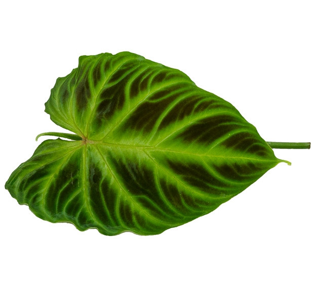 Philodendron verrucosum