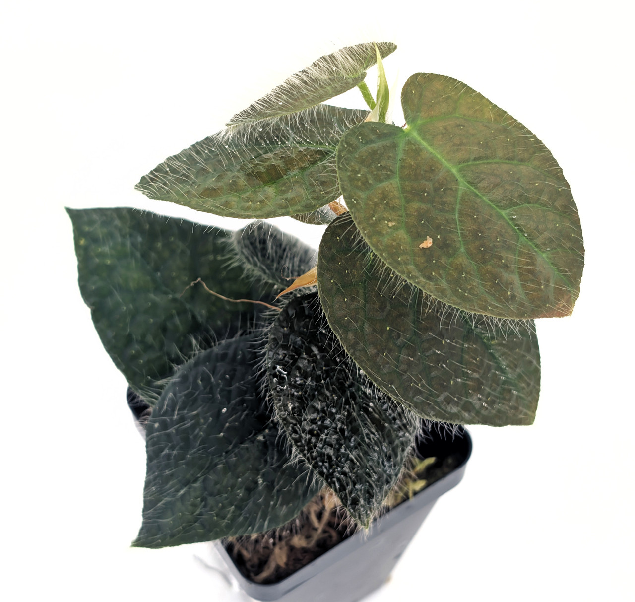 Ficus villosa
