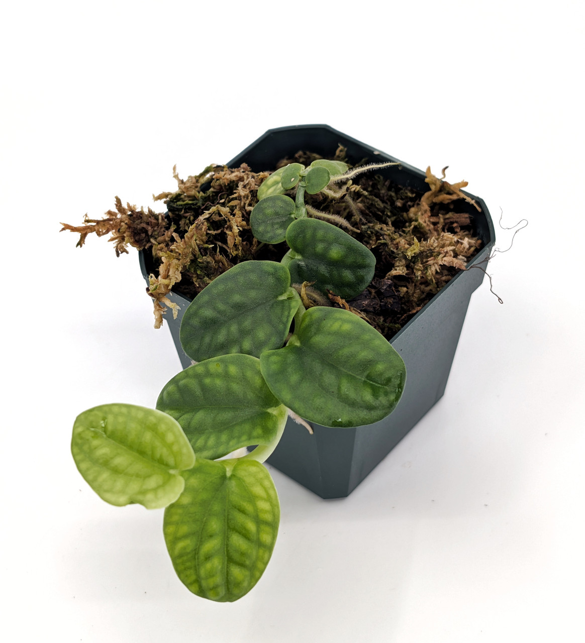 Scindapsus lucens