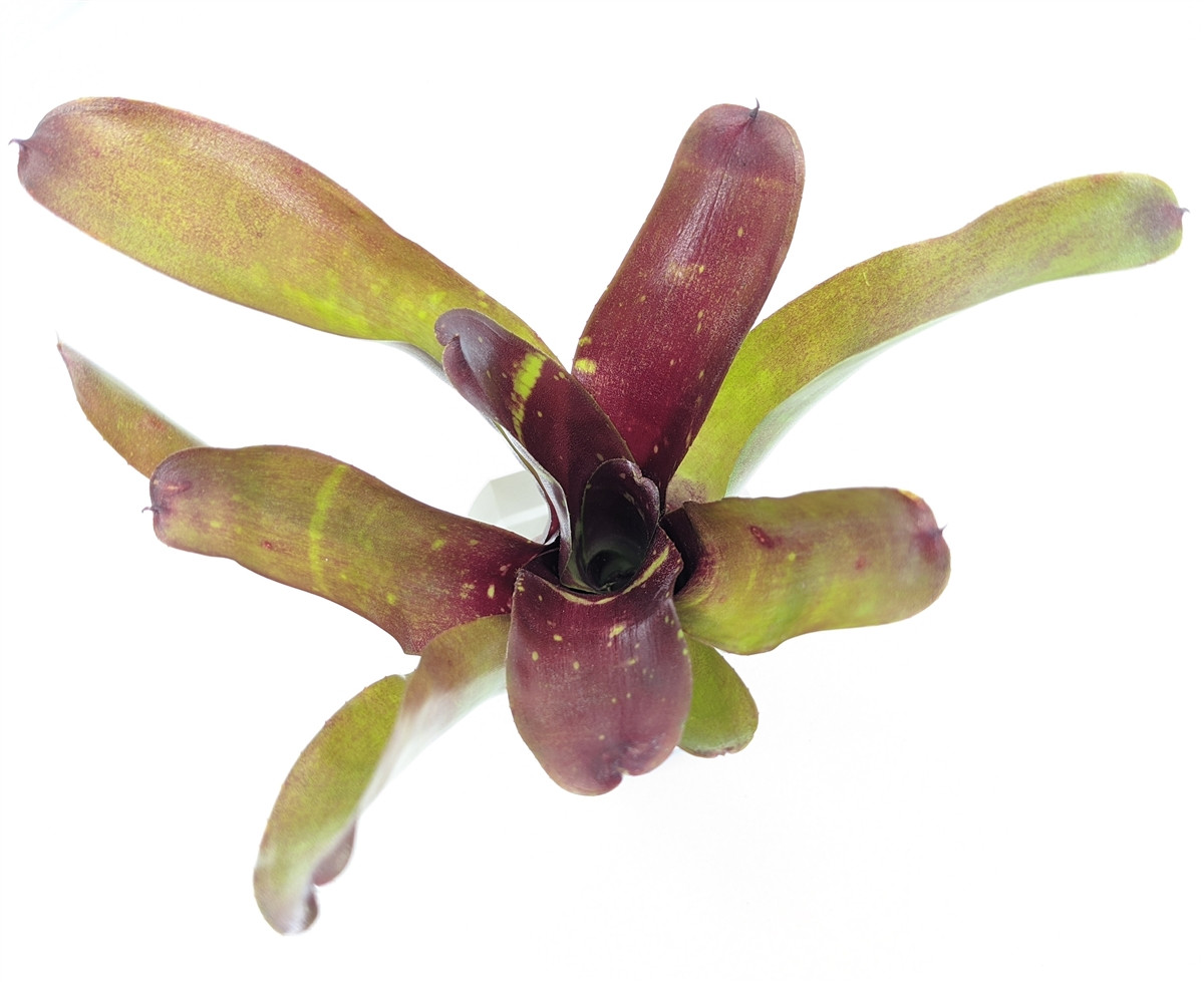 Neoregelia 'Aztec' x 'Fireball' - GLASS BOX TROPICALS
