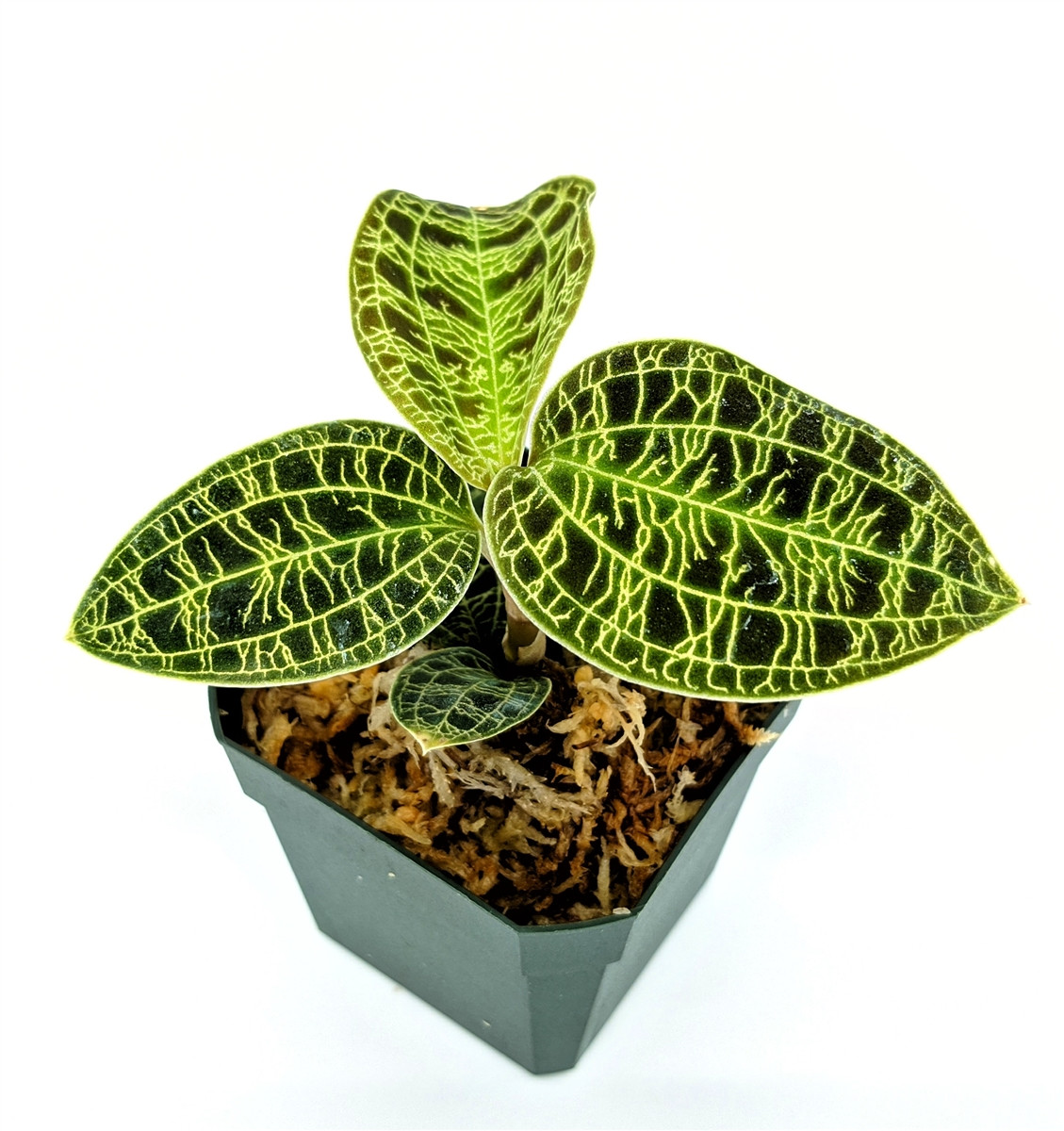 Macodes petola - GLASS BOX TROPICALS