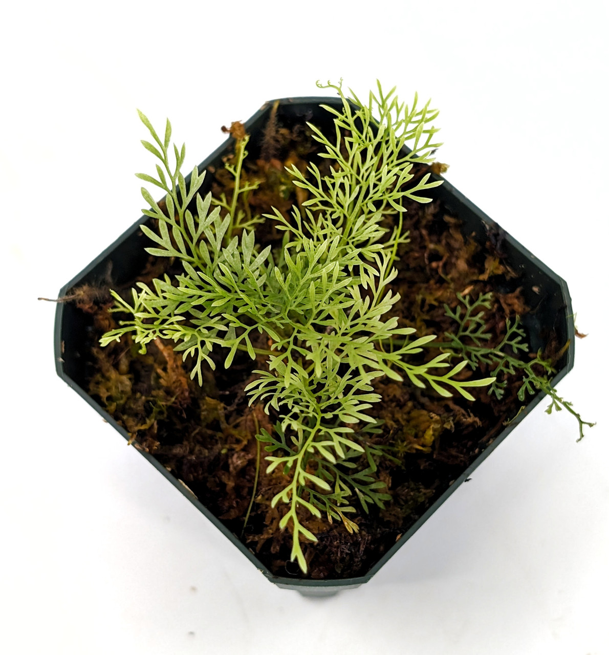 その他観葉植物 Asplenium sp. Bosco, Ecuador Asplenium sp. 'Thread Leaf' (Ecuador) - GLASS BOX TROPICALS