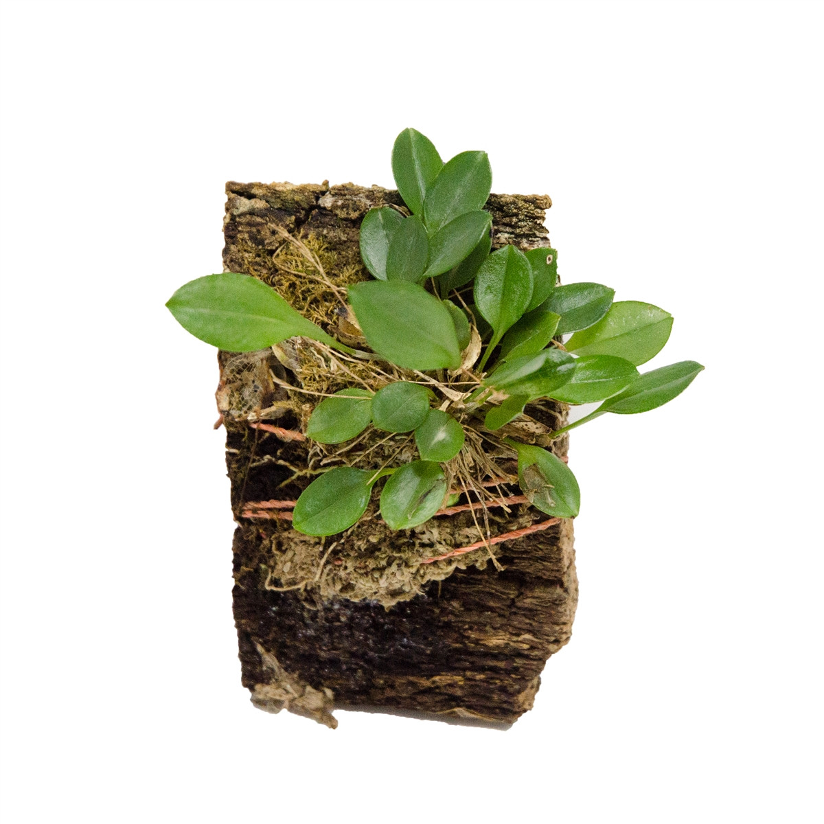 Scaphosepalum andreetae