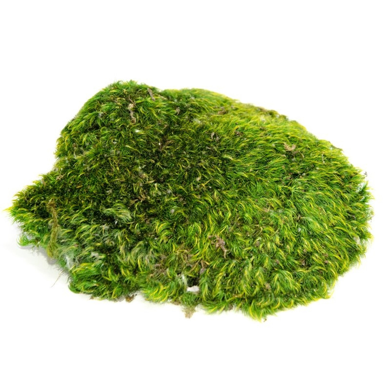 Super Moss Mood Moss Preserved Natural Green 1200cuin, Fresh Green