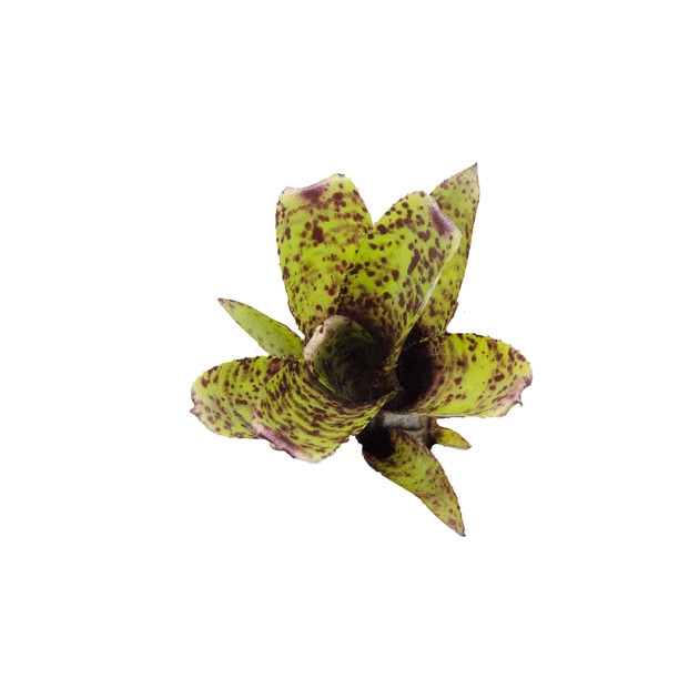 Neoregelia 'Ounce of Purple' - GLASS BOX TROPICALS