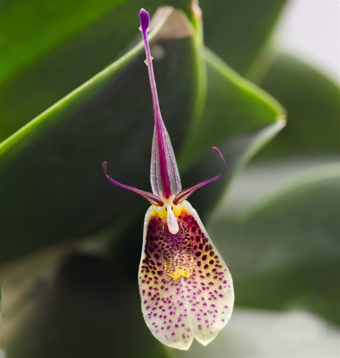 Glass Box Tropicals Restrepia lansbergii