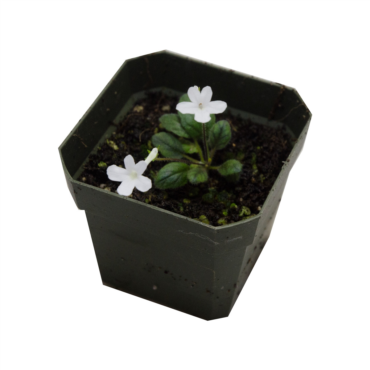 Sinningia 'White Sprite'