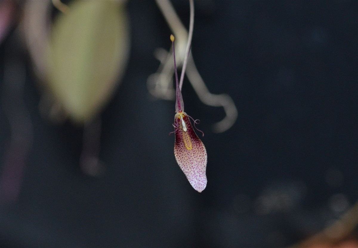 Restrepia dodsonii