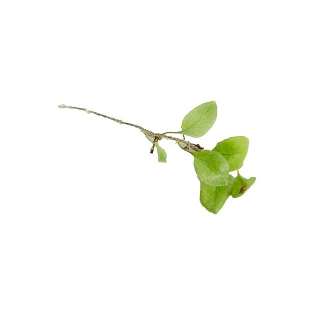Microgramma tecta - GLASS BOX TROPICALS