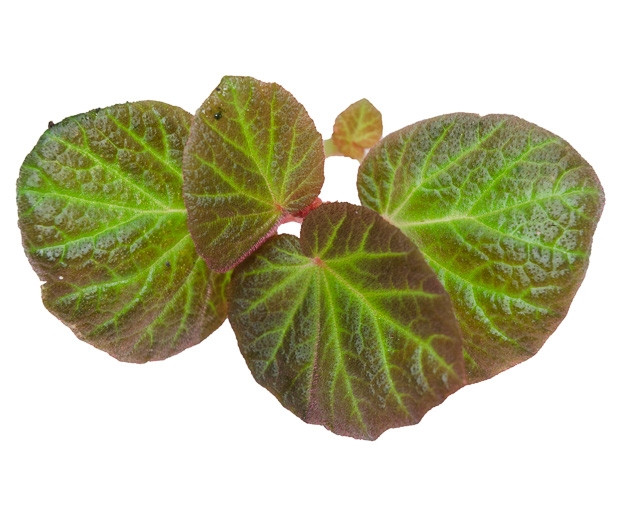 Begonia 'Manaus' - GLASS BOX TROPICALS